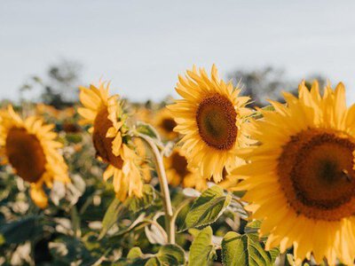 В п'ятницю в Україні буде спекотно, опадів синоптики не прогнозують