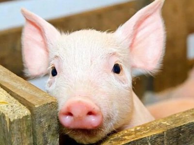 Чому падає ціна на свиней та що буде зі свинарством до кінця року