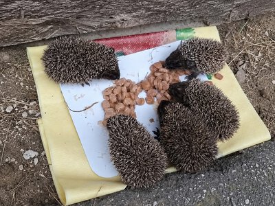В одному з мікрорайонів Херсона містяни доглядають за родиною їжаків (відео)