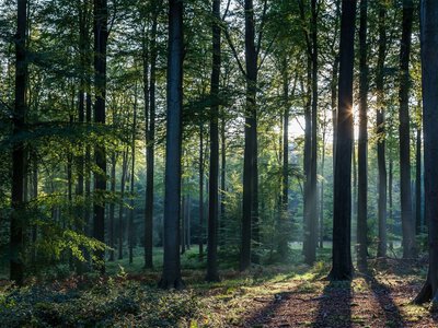У тропічних лісах вчені виявили унікальне створіння. ФОТО