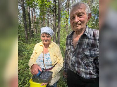 Жінка з сусідом збирають чорницю: почім приймають заготівельники