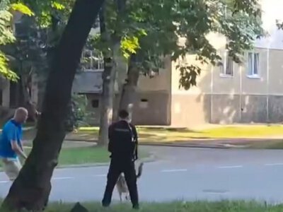У Калуші агресивний собака покусав дитину та кидався на людей: тварину застрелили