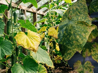 Один кубик цього продукту врятує пожовтіле листя огірків: ріст скоро відновиться