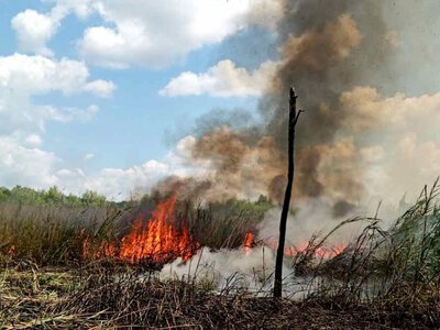 На Вінниччині палала пшениця та сухий очерет