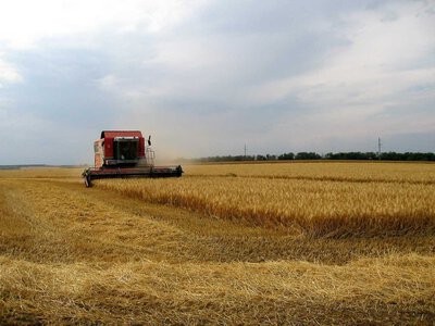 Жнива на Одещині: чи вплине новий урожай на ціни на хліб