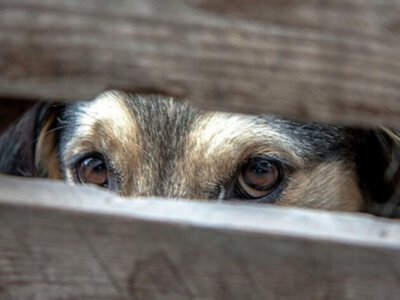 Після нападу на дитину на Волині у власниці конфіскували собаку