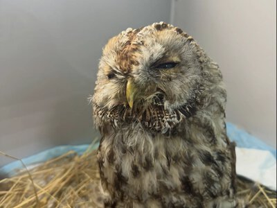 У Горішніх Плавнях лікують поранену сіру сову, яку врятували військові