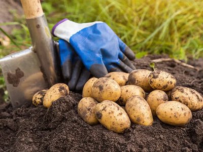 Оптимальний час для збору картоплі