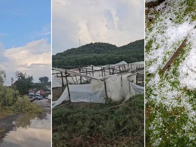 Повалені дерева, пошкоджені теплиці та урожай: наслідки негоди на Закарпатті (ФОТО, ВІДЕО)