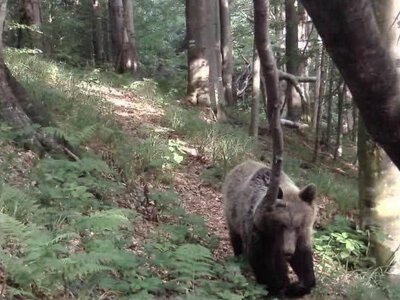 Прикордонники показали диких тварин, яких зафіксували камери у Карпатах (ФОТО)