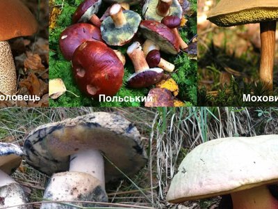 На Чернігівщині можна знайти їстівні гриби, які при дотику до них синіють