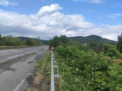 Борщівник під прицілом: на Закарпатті дорожники взялися не лише за дороги, а й за небезпечні рослини