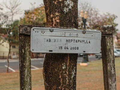 Насіння побувало біля Місяця, а дерева ростуть уже понад 50 років: історія унікального експерименту NASA