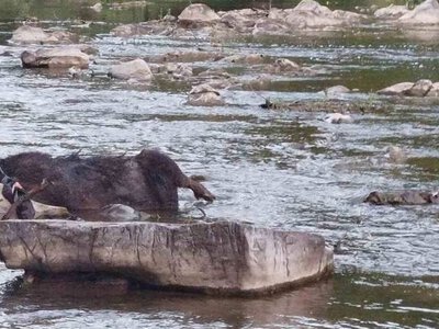 На Великоберезнянщині в річці виявили мертвого дикого кабана