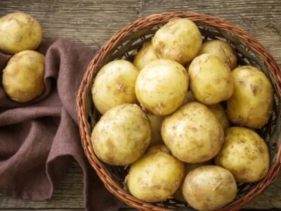 Оптимальний час для збору картоплі: найкращі поради