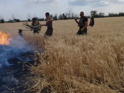  Врожай на Херсонщині зібрали з 20 тисяч гектарів, понад 5 тисяч — згоріли 