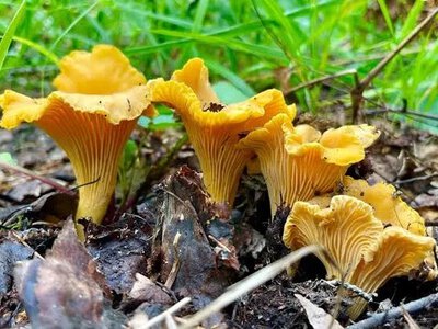 Календар грибника на 20–26 липня 2026: де шукати гриби та що збирати