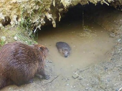 Бобер тричі тікав із вольєра в пошуках кохання і зрештою став батьком