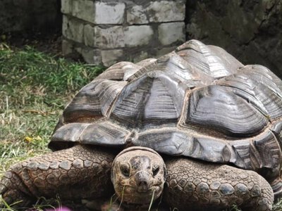До Черкаського зоопарку привезли гігантських альдабрських черепах (ФОТО, ВІДЕО)