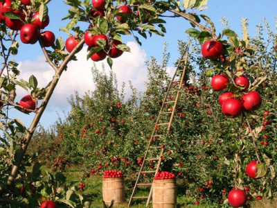 Україна переходить на правила ЄС для органічних продуктів: кого торкнуться нові вимоги