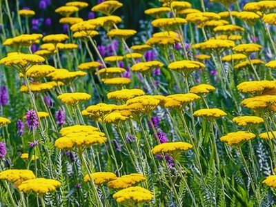 Квітка, яка не боїться +40°C: чому садівники знову обирають деревій