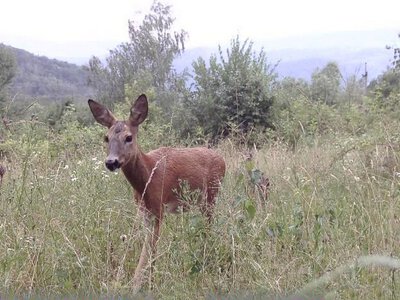 Карпати без фільтрів: кого бачать прикордонники під час служби. ФОТО
