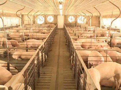 Після перевірки агропідприємство на Полтавщині сплатило до бюджету 23,7 млн грн податків