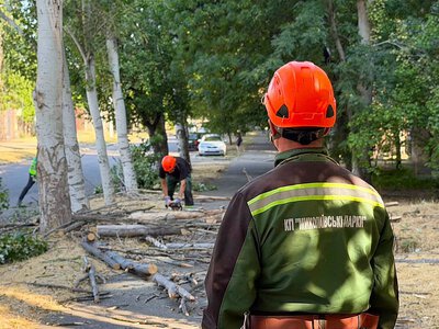 Завтра на проспекті у центрі Миколаєва почнуть видаляти аварійні дерева