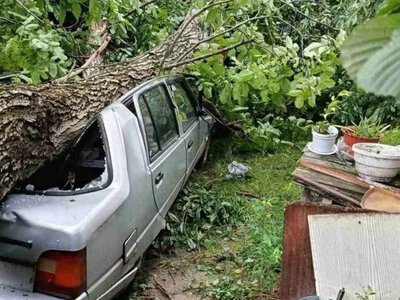 На Вінниччині під час негоди дерева падали на автівки