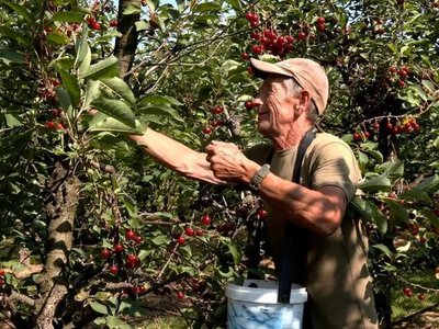 На Вінниччині врожай вишні скоротився через заморозки