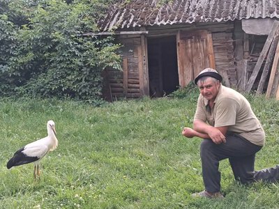 Лелеки на Чернігівщині приходять у двори: чому пернаті не бояться людей (Фото)
