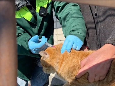 Безкоштовна вакцинація домашніх тварин від сказу у Полтаві