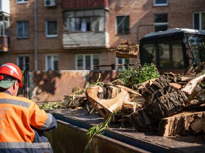 Видалення аварійних дерев у Полтаві на майже 3 млн грн