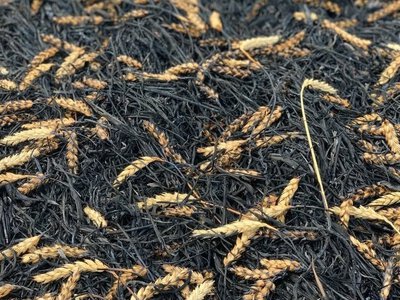 На Рівненщині під час жнив сталися дві пожежі на полях