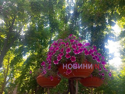 Погода в Миколаївській області 23 липня: очікуються дощі, а вітер зміниться на північний