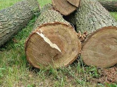 На Волині незаконно зрубали 176 дерев на понад 1,8 мільйона гривень — екологи