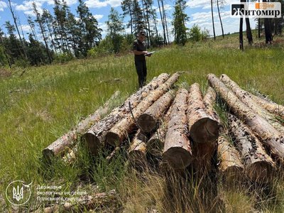 На півночі Житомирської області вирубали понад сотню сосен: екологи рахують заподіяну шкоду
