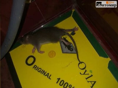 У Житомирі мешканці багатоповерхівки б’ють на сполох через нашестя щурів