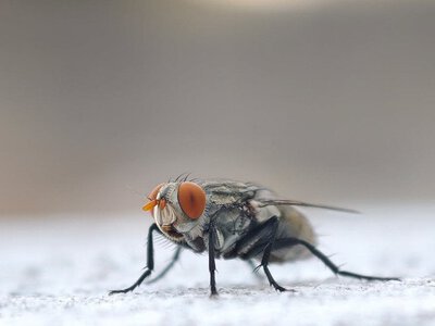 Мухи видали вбивцю: як у Китаї розкрили злочин без ДНК і відбитків