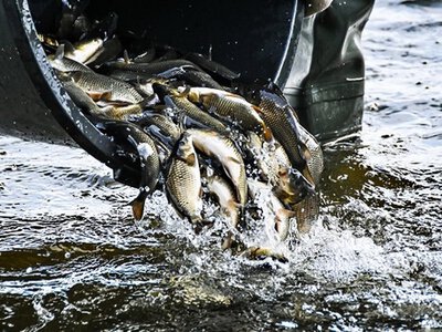 Кам’янське водосховище зариблять: оголошено новий тендер