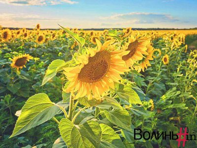 У волинській громаді кропитимуть соняшник хімікатами: попереджають пасічників