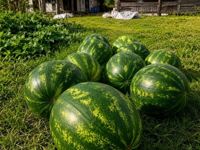 Жовті та червоні, вагою до 15 кілограмів: житель Рогізок уже третій рік вирощує домашні кавуни