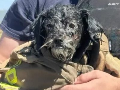 У кота на дереві був вихідний: у Каліфорнії провели епічну операцію з порятунку цуценяти (відео) (Відео)