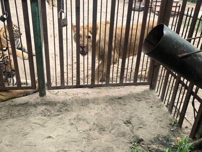 На Полтавщині левиця поранила 5-річного хлопчика, коли той годував тигрів у вольєрі. Його прооперували