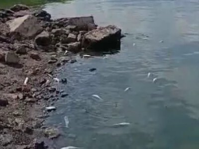 У Хаджибейському лимані зафіксували масову загибель риби