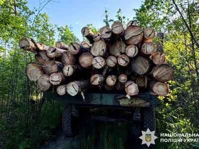 Чоловік, який незаконно вирубав 12 сосен на Сарненщині, може «сісти» на 7 років