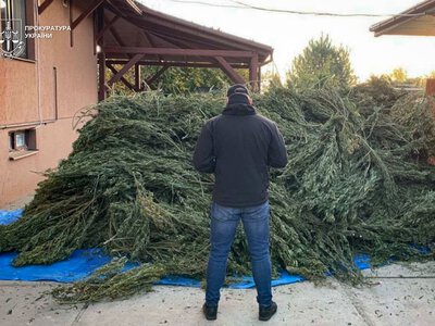 Закарпатця посадили на 9 років за вирощування коноплі на своєму городі