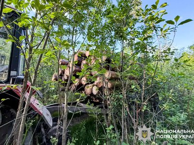 За незаконну порубку сосен судитимуть жителя Рівненщини