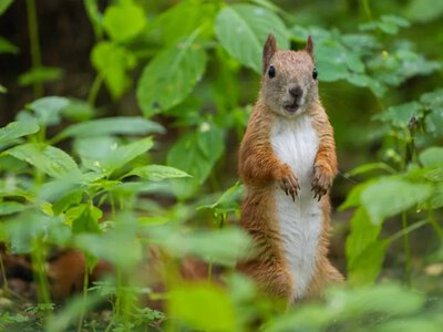 Від +17°C зі зливами до пекельної спеки: як зміниться погода в Україні найближчими днями 