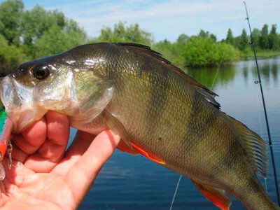 На что клюет окунь летом и где искать хищника в воде